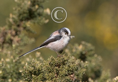    Long tail-tit DM1858